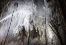 Ein Wald dient als Labor