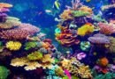 Hawaii verbietet bestimmte Sonnencremes