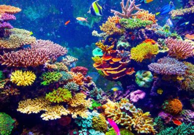 Hawaii verbietet bestimmte Sonnencremes